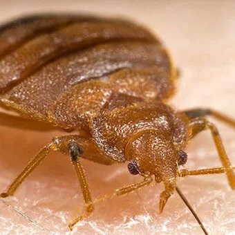 Edmonton Bed Bugs